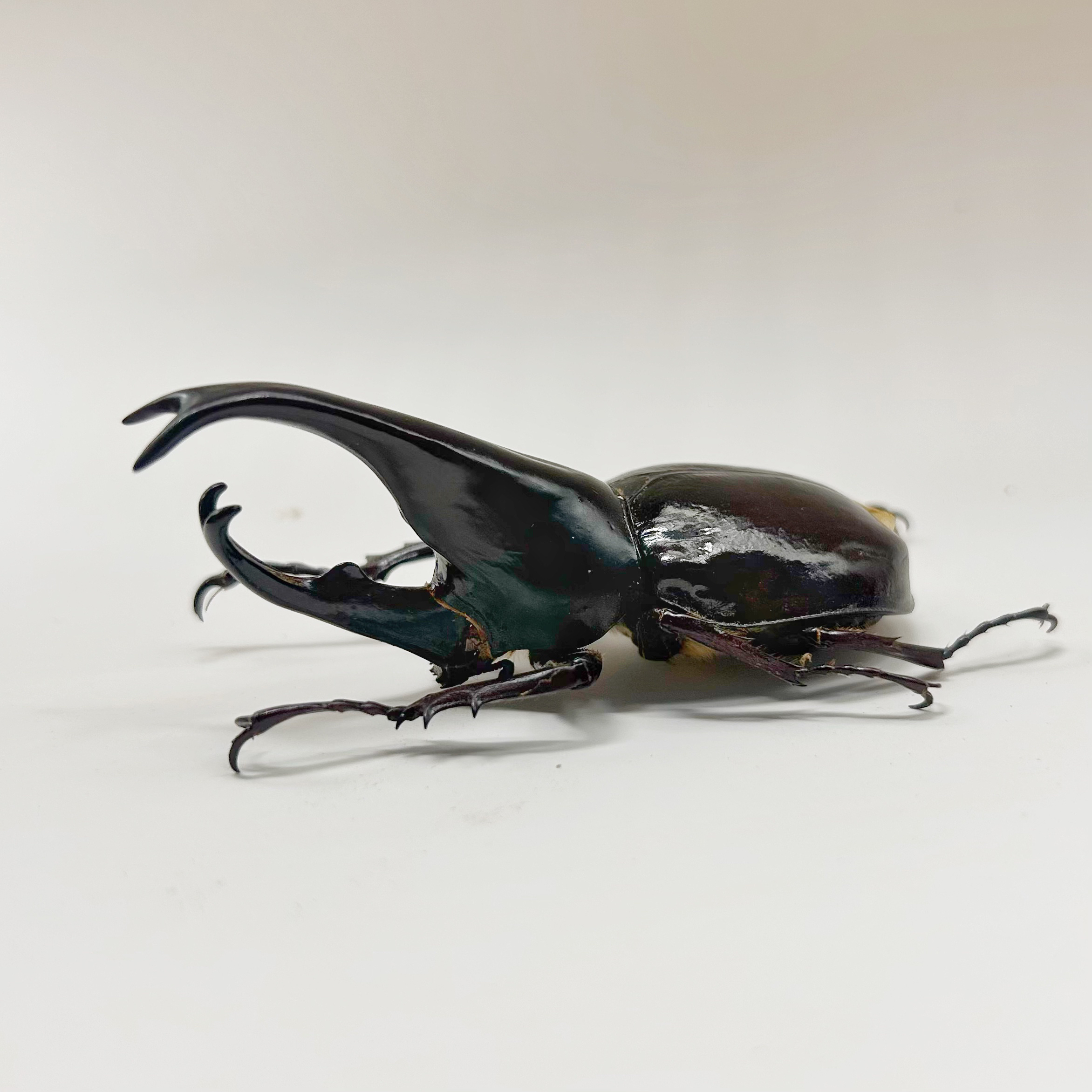 印尼姬兜甲虫独角仙兜虫昆虫标本手作素材礼物小众创意