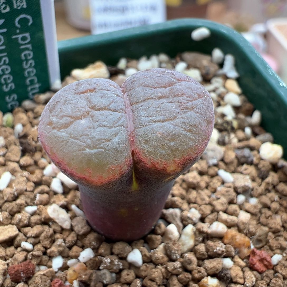 932。青蛙PNSP红翻窗