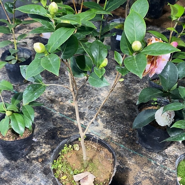 宫粉茶花一物一拍