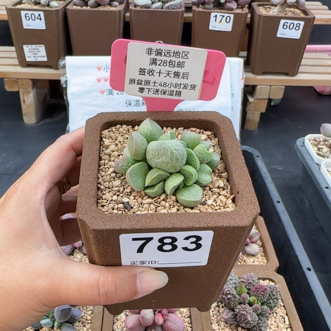 香***香783实生多肉的植物