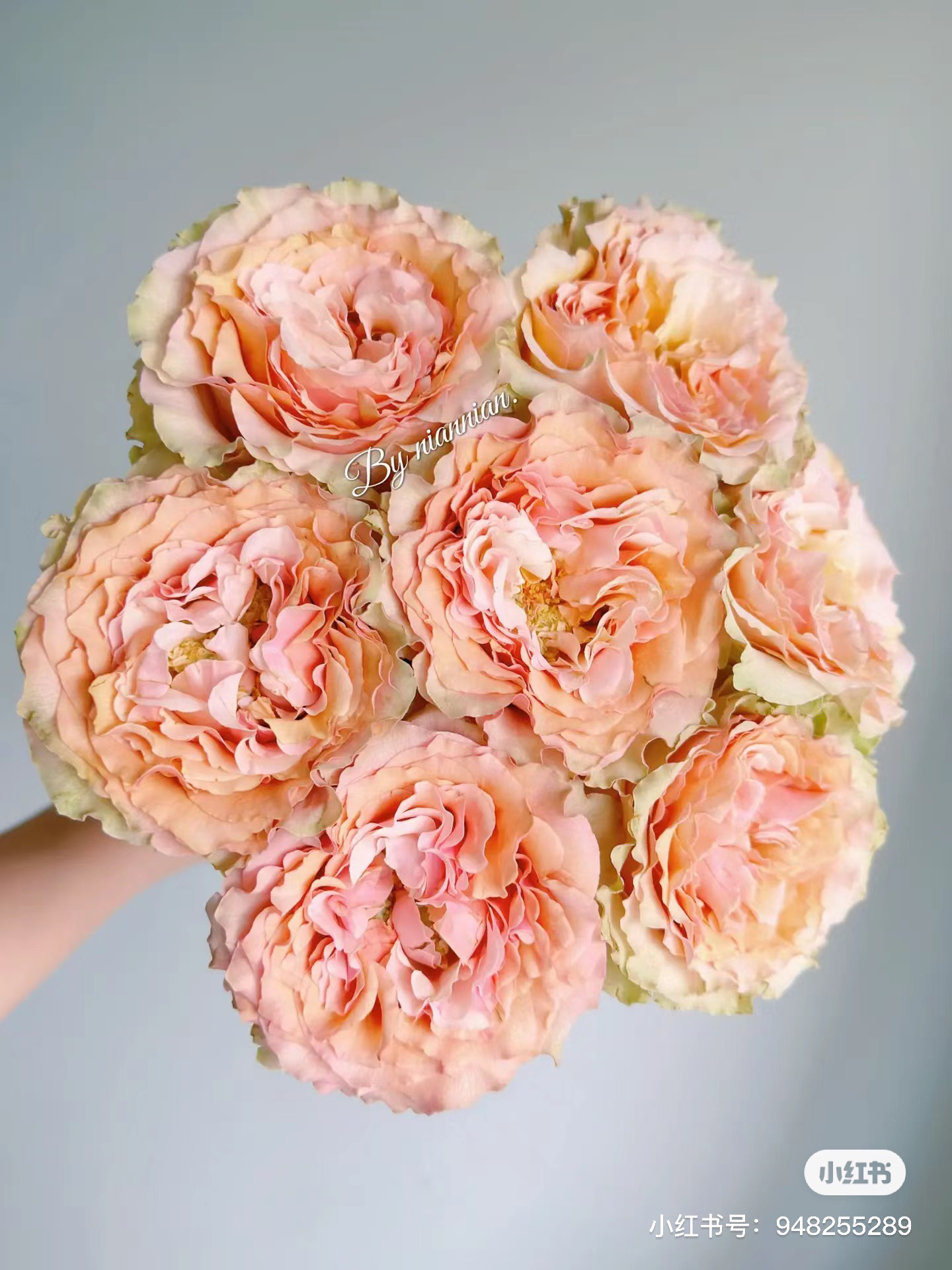 【玫瑰】焦糖玛奇朵 拍下三单及以上顺丰空运包邮10支装%20不售后