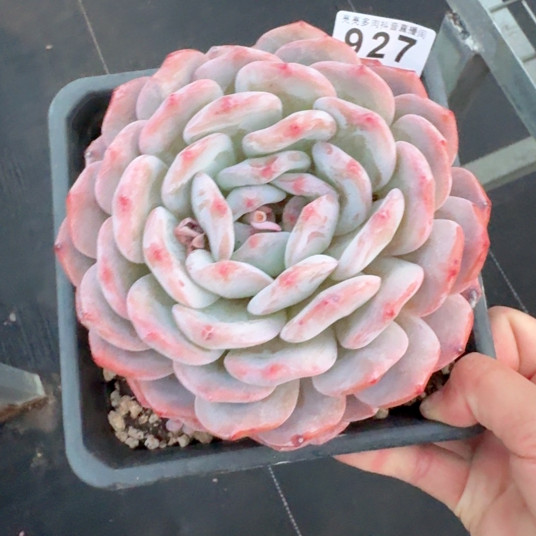 橙子15公分         多肉植物