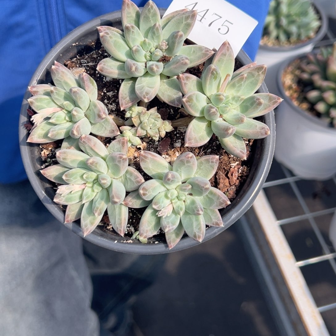 爱**菜4475肉多么多哦哟肉多哦