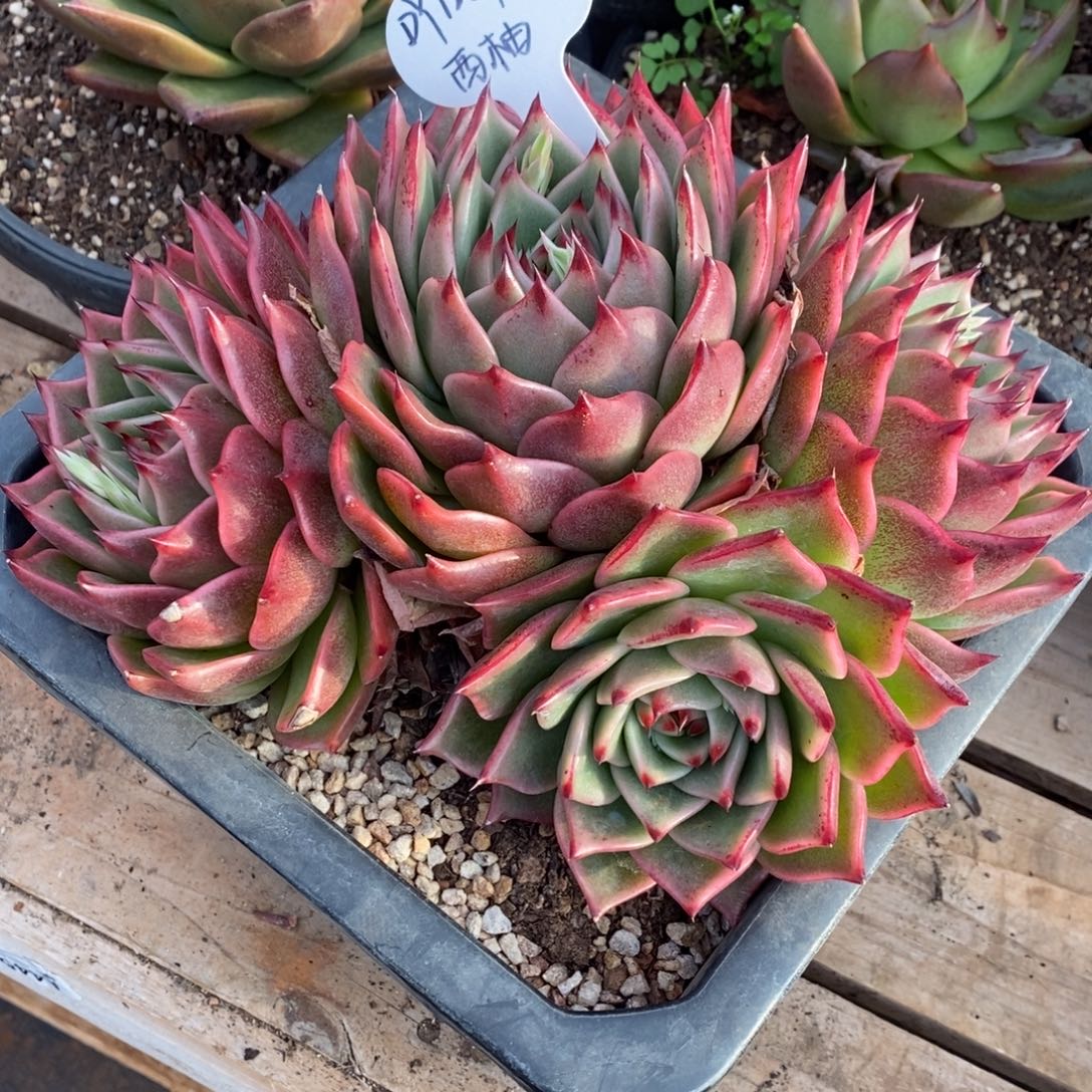 东云龙系1209-02（西柚）