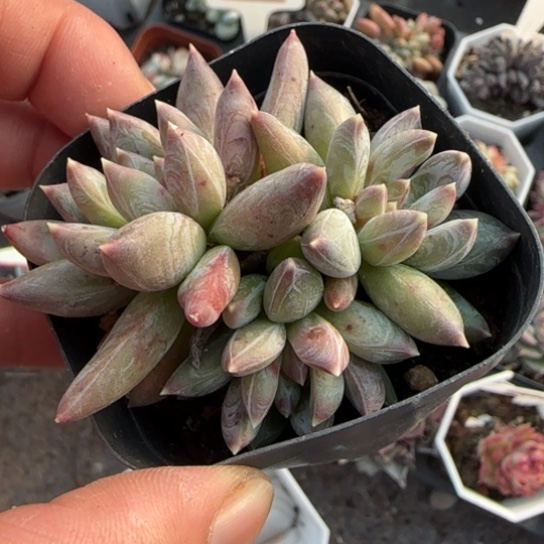 227炫彩星多肉植物多