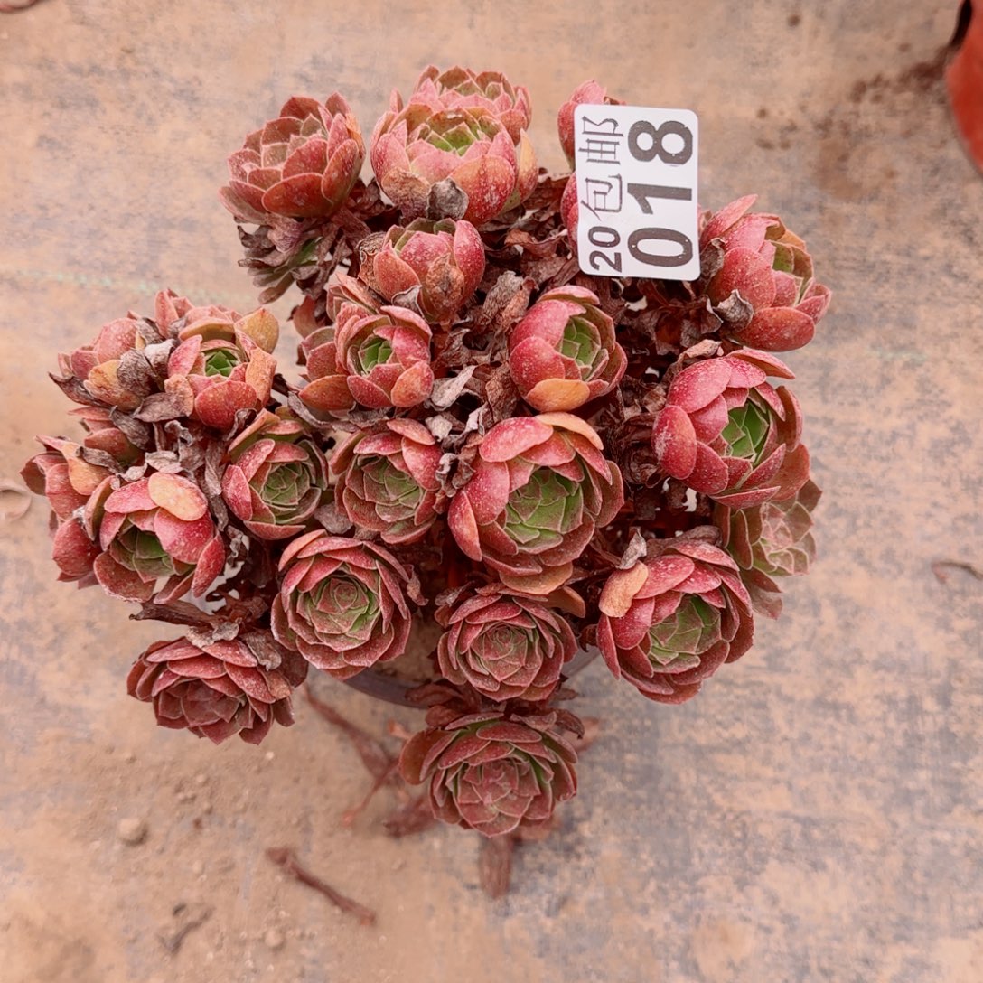 赤焰莲多肉018满20包邮断枝不包