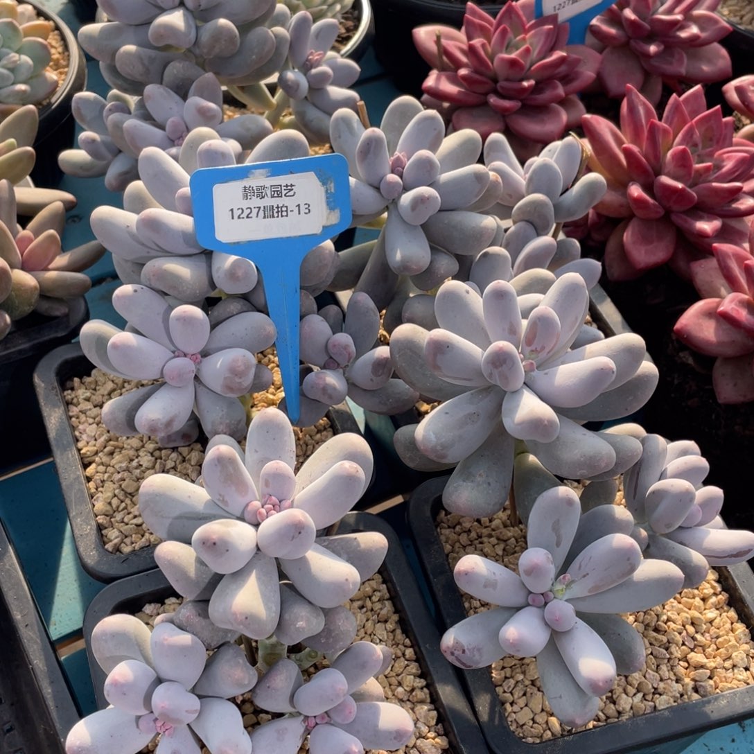 1227-13-韩版米可奶酪群一颗量拍