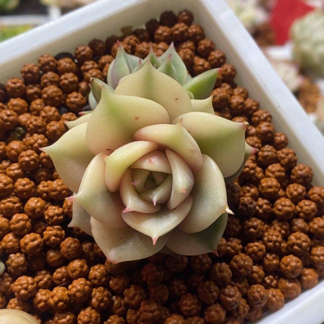 贝加尔湖锦 多肉植物