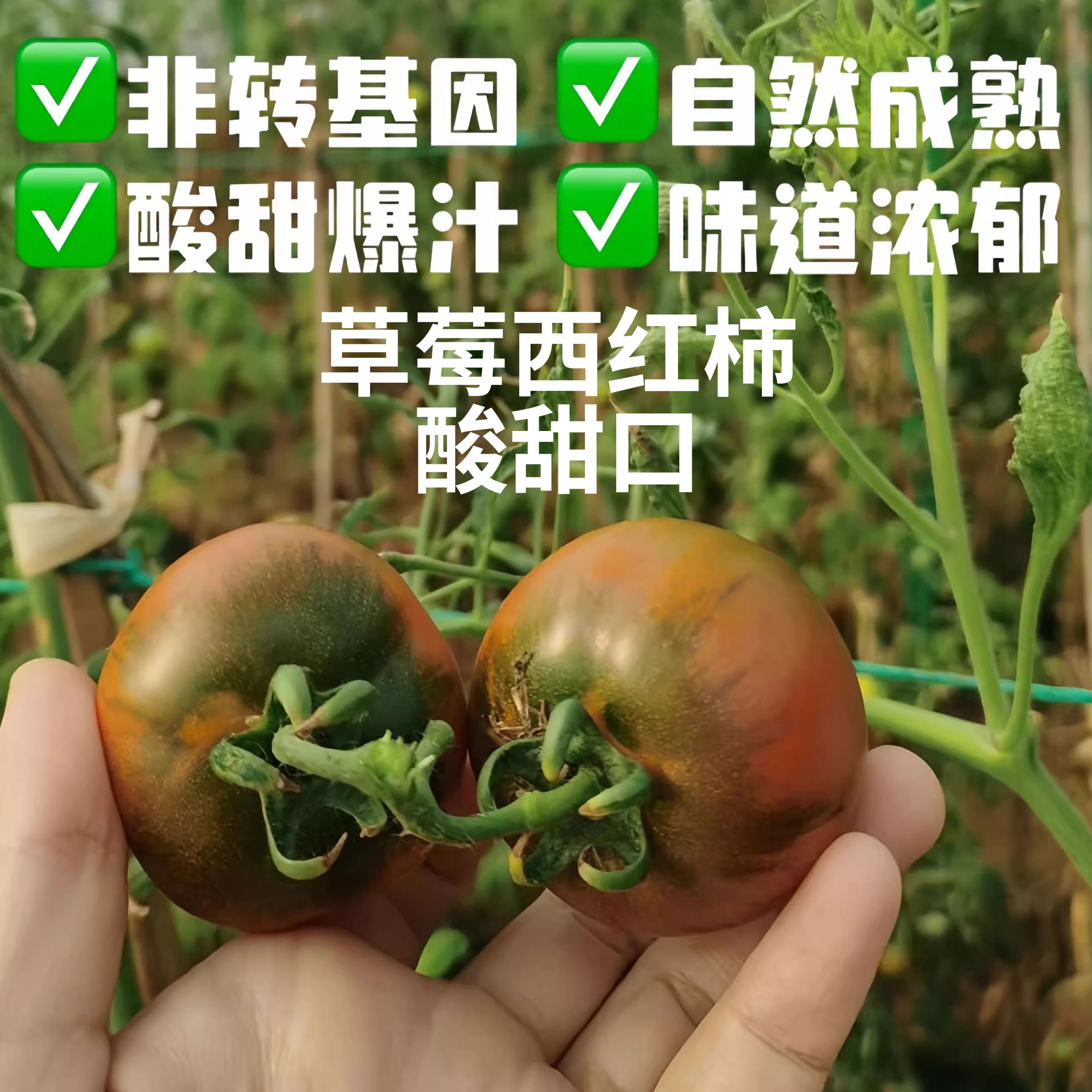山东正宗铁皮西红柿草莓番茄酸甜口味道正小时候味道水果柿子
