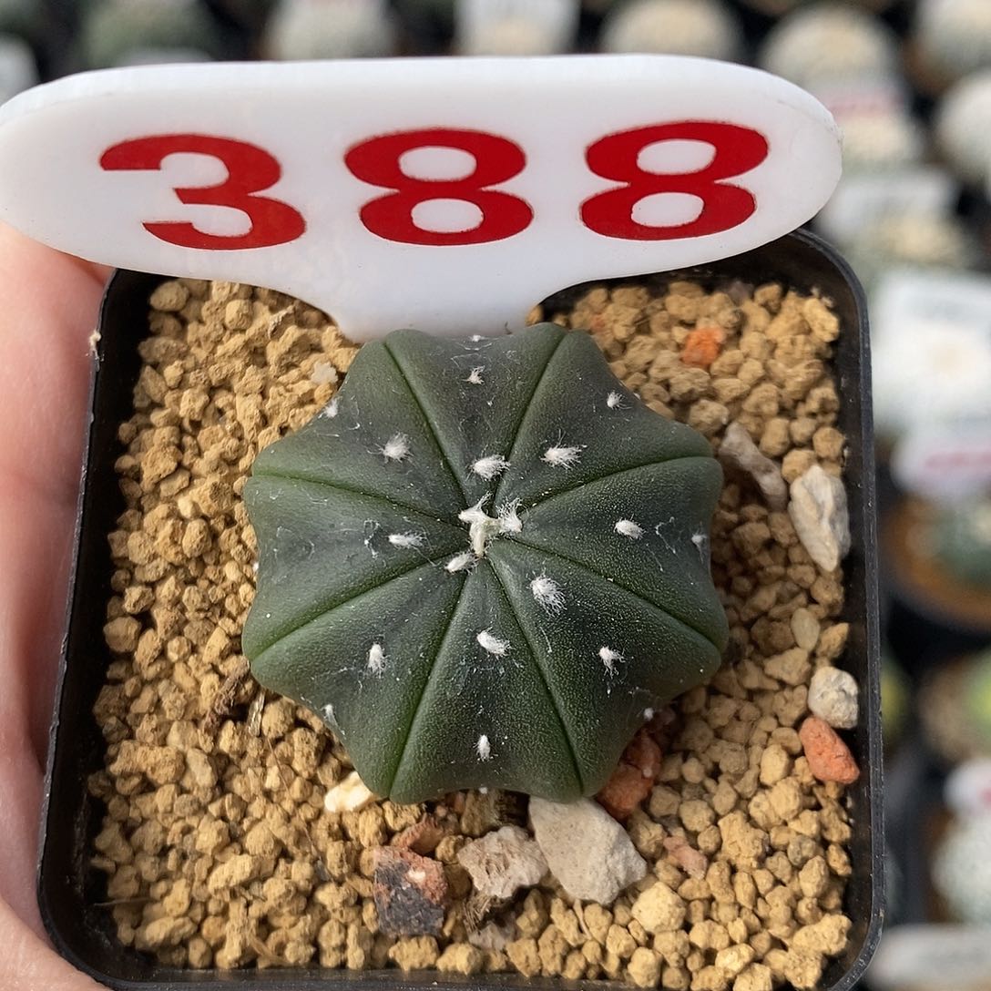 388琉璃海星兜系列