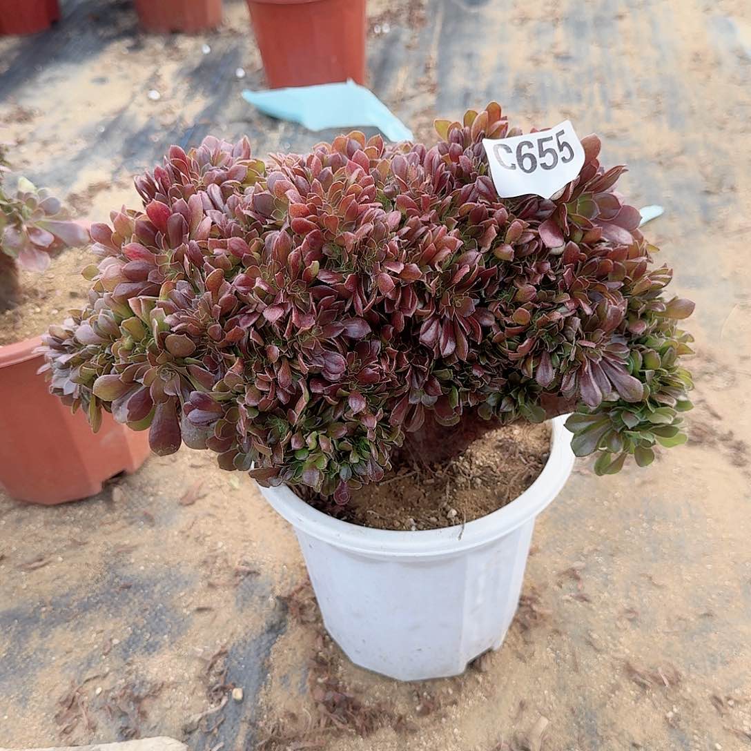 655玫瑰一颗呀呀