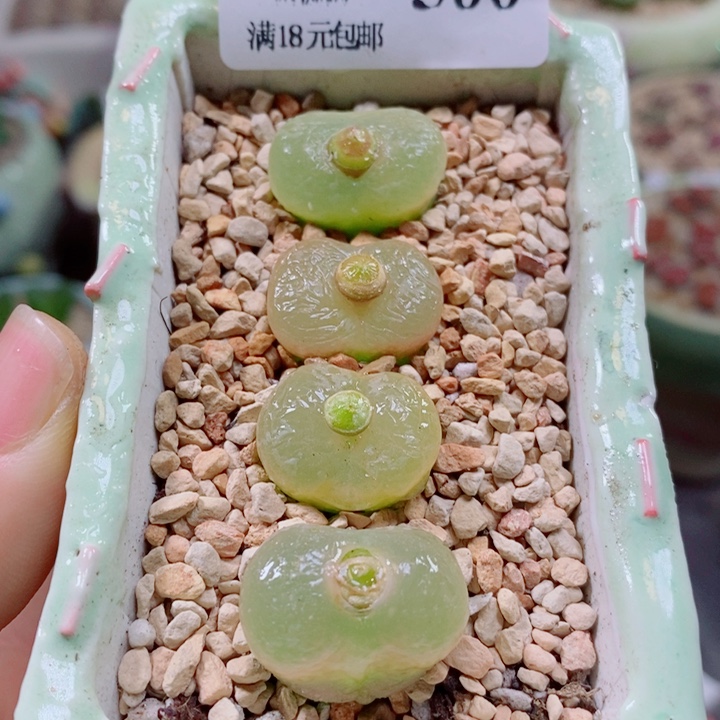 生石花花花花花花500