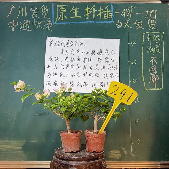 完全开放绿叶丽娜掌中宝 白雪公主掌中宝241