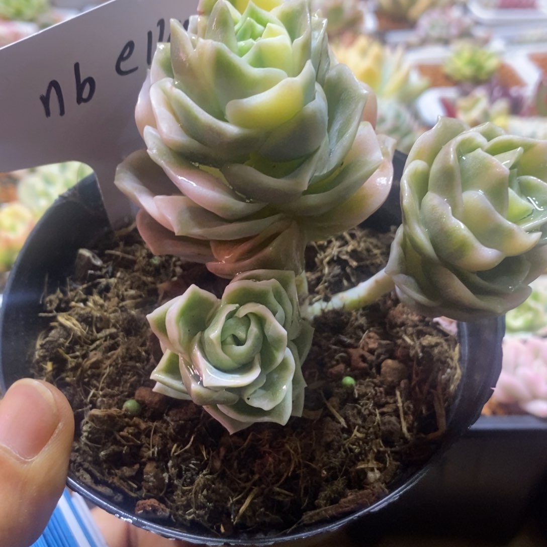 n****aNbella  多肉植物