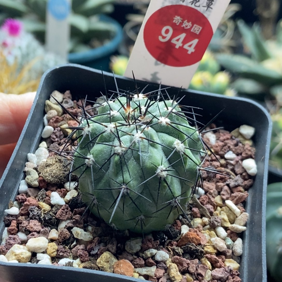 自根萝卜根黑王丸3.6cm