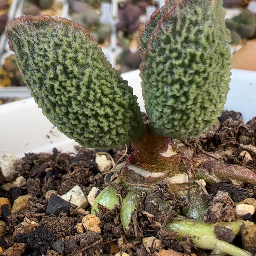 实生新品多肉植物水泡103号