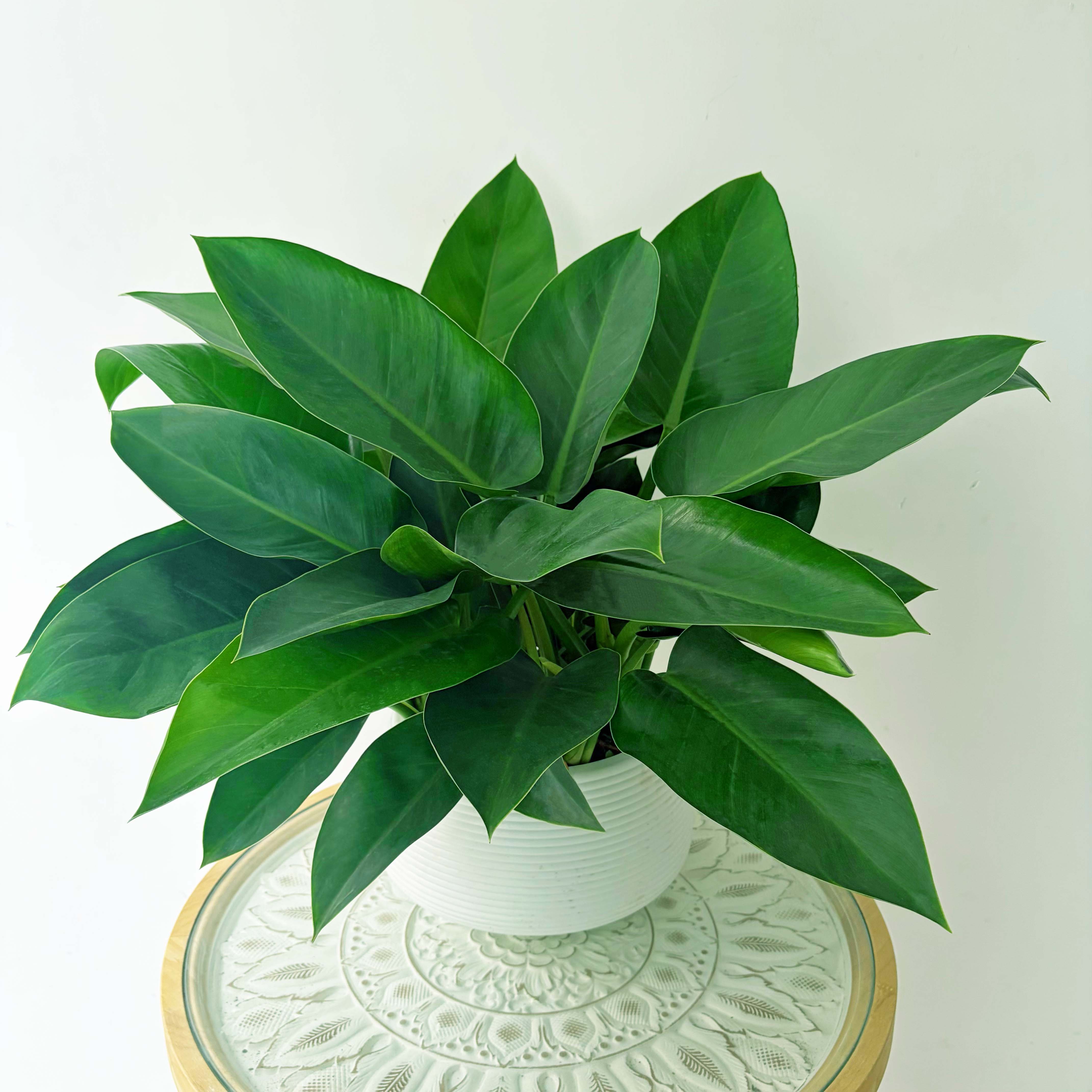 大叶金钻土培室内客厅桌面四季常青净化空气好养绿植盆栽