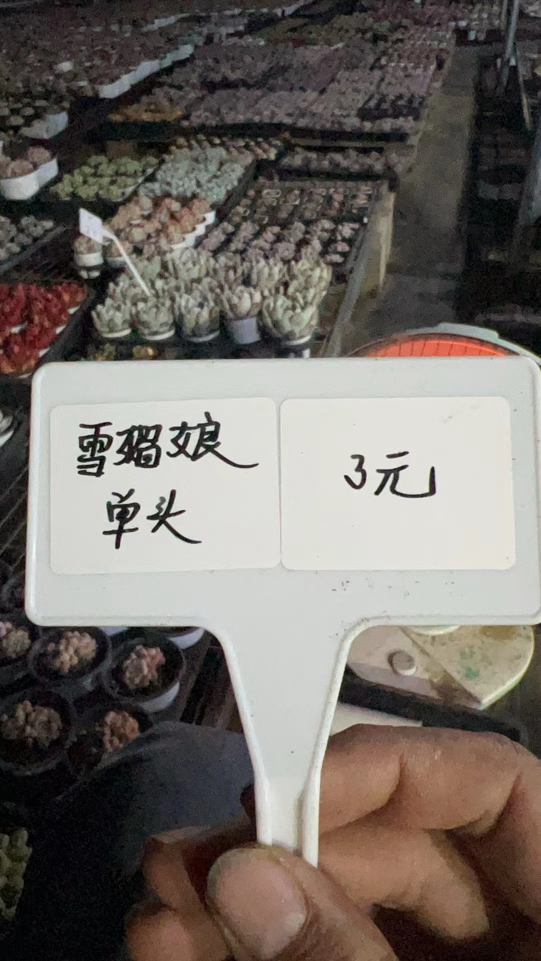 雪媚娘单头多肉植物 脱土