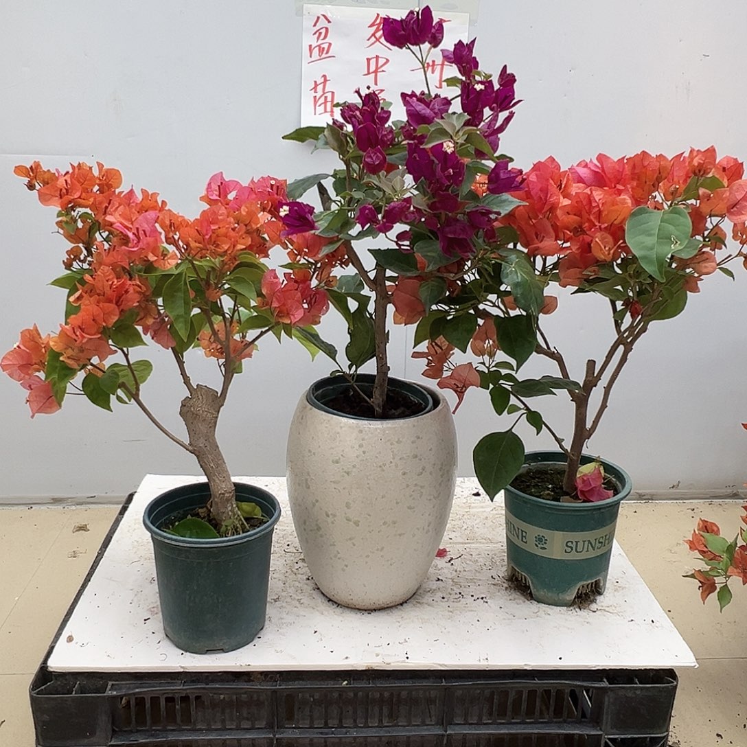 大部分花苞少量开放波妹，黑暗行者，夕阳红组合