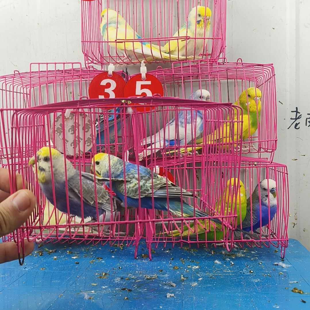 虎皮鹦鹉彩虹鹦鹉