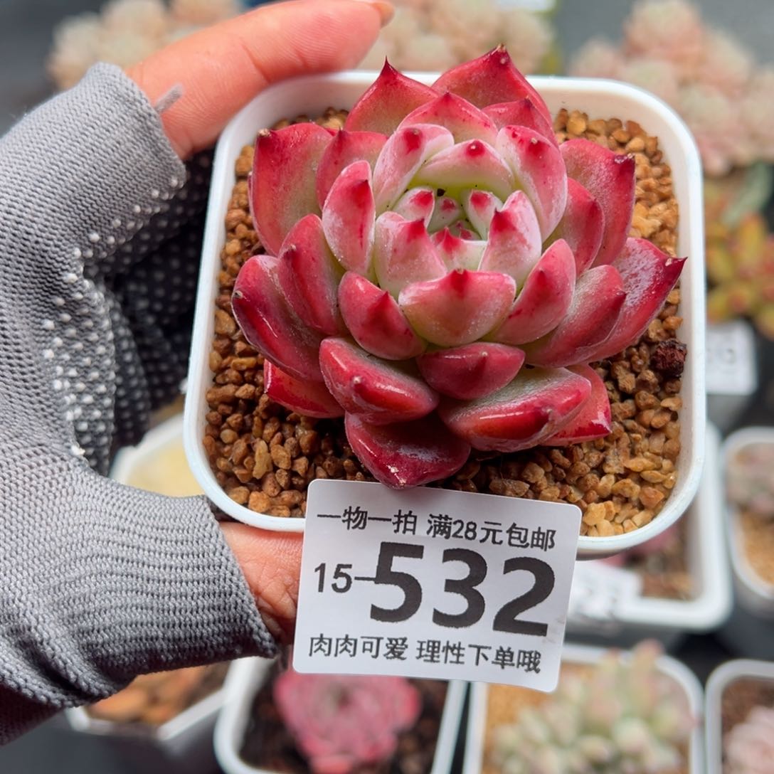 钻石卡罗拉多肉多肉多肉多肉