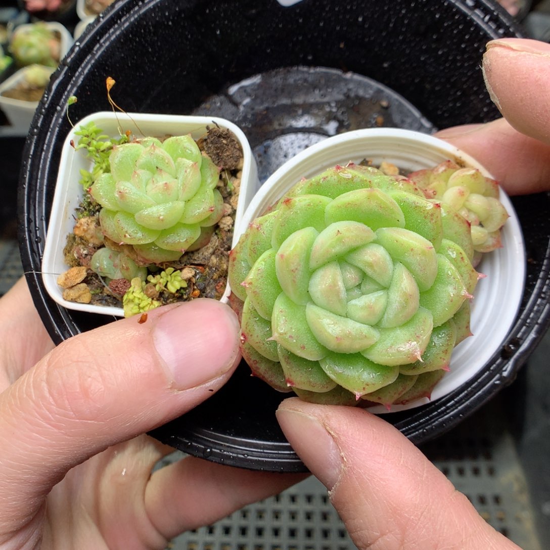 A109y y y y y y y y y