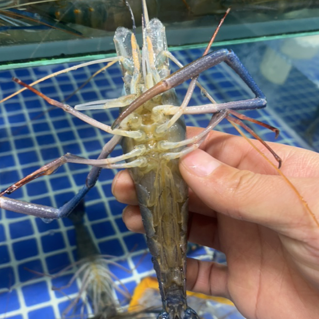 鲜活罗氏虾1斤500g