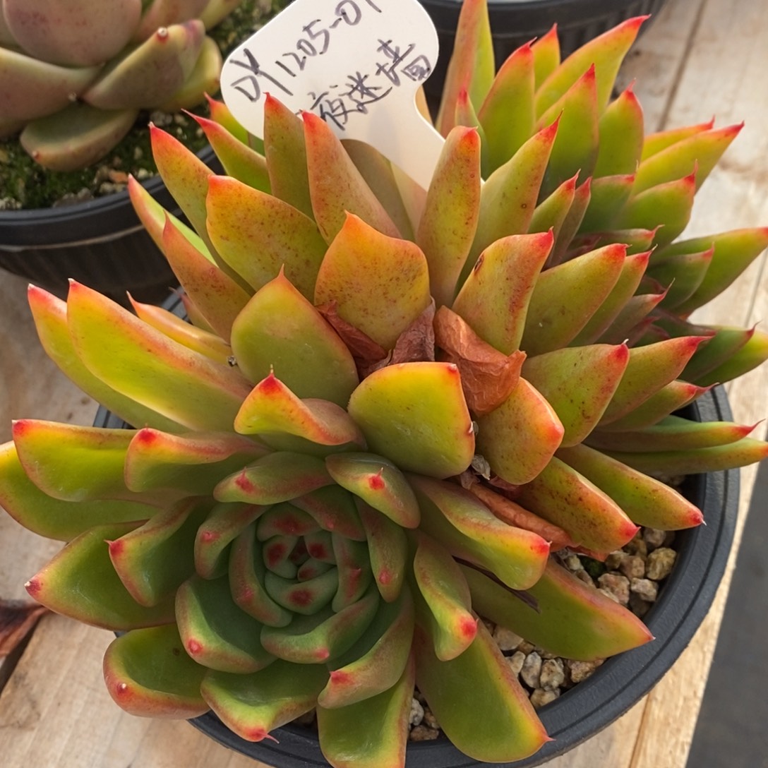 东云黄金系列1205-01（午夜迷墙）寄