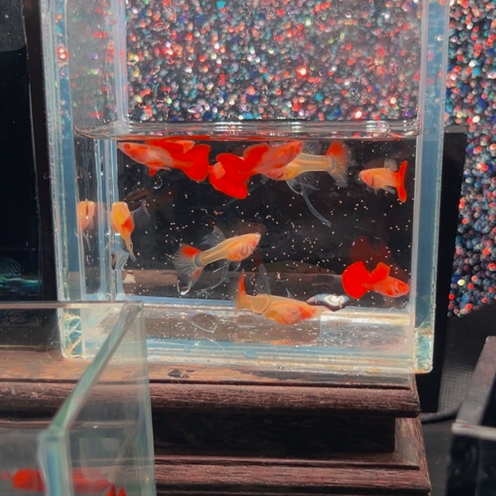 孔雀鱼血红玻璃c4对送俩公