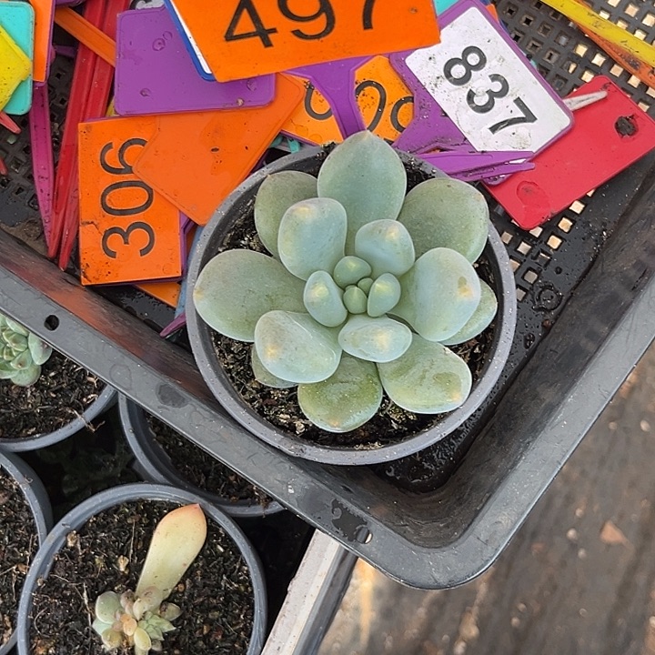 北***北多肉植物胖体哥特497