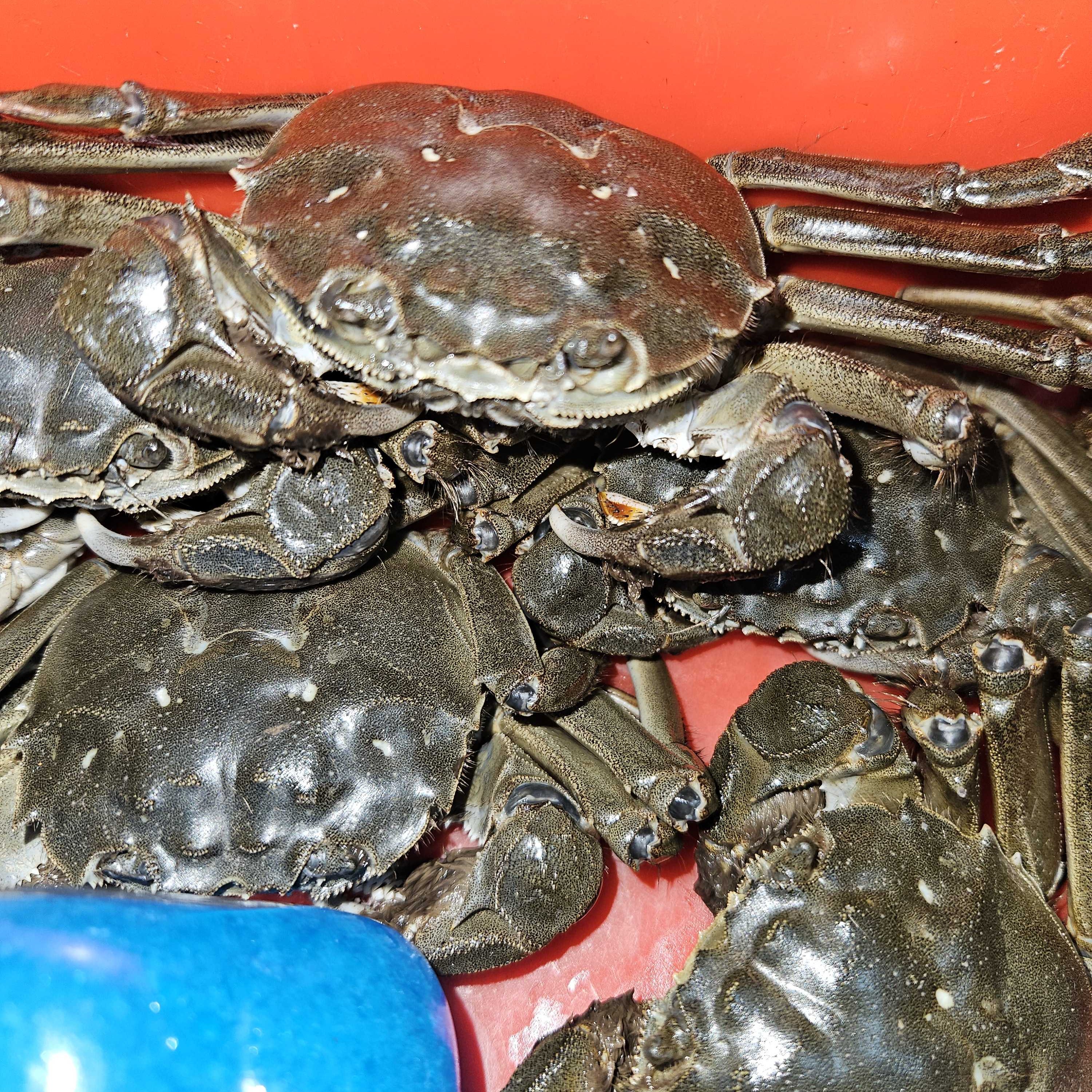 活蟹 无品牌 六月黄螃蟹 1.1两-1.2两公蟹到手20只