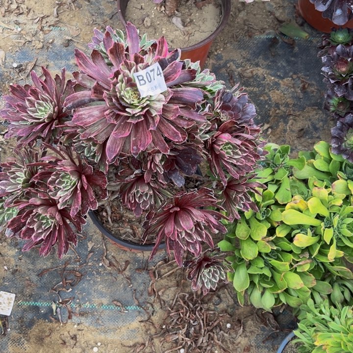 074粉墨多肉法师不包断枝