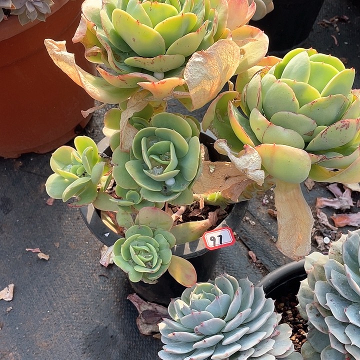 97碧桃 一物一拍多肉