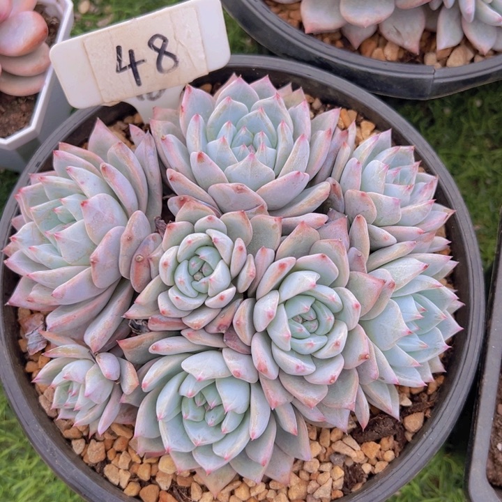 健健康康平平安安