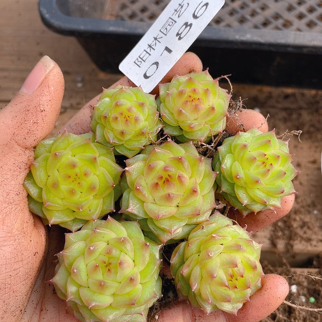 多肉植物多肉植物186