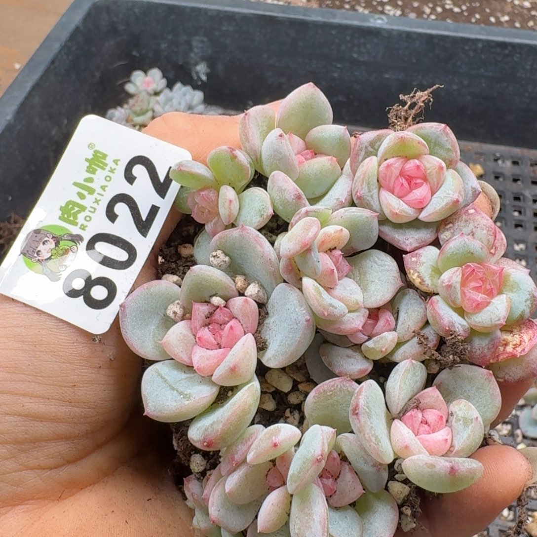 多肉植物多肉植物