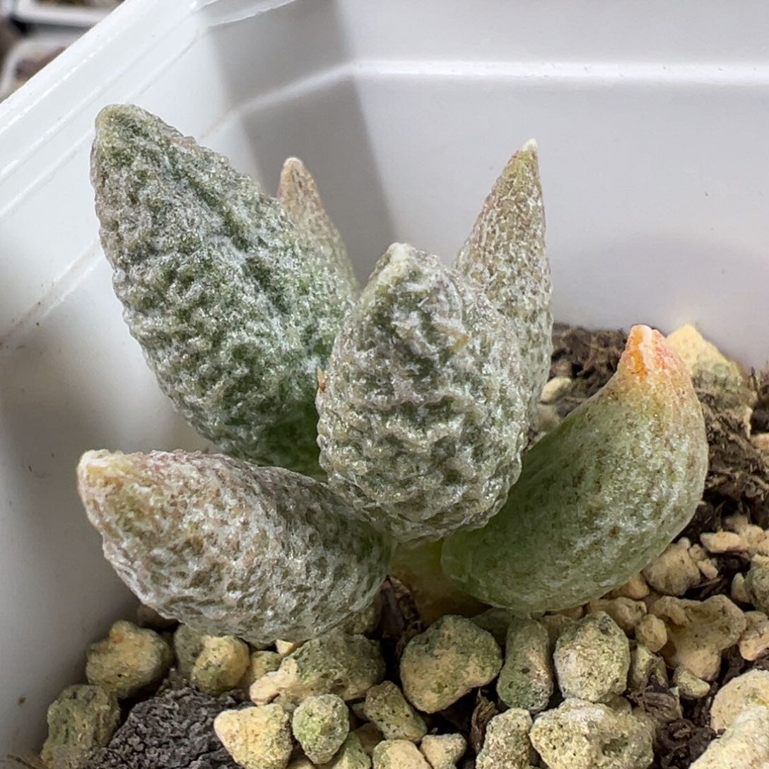 奶油冰淇淋多肉植物水泡