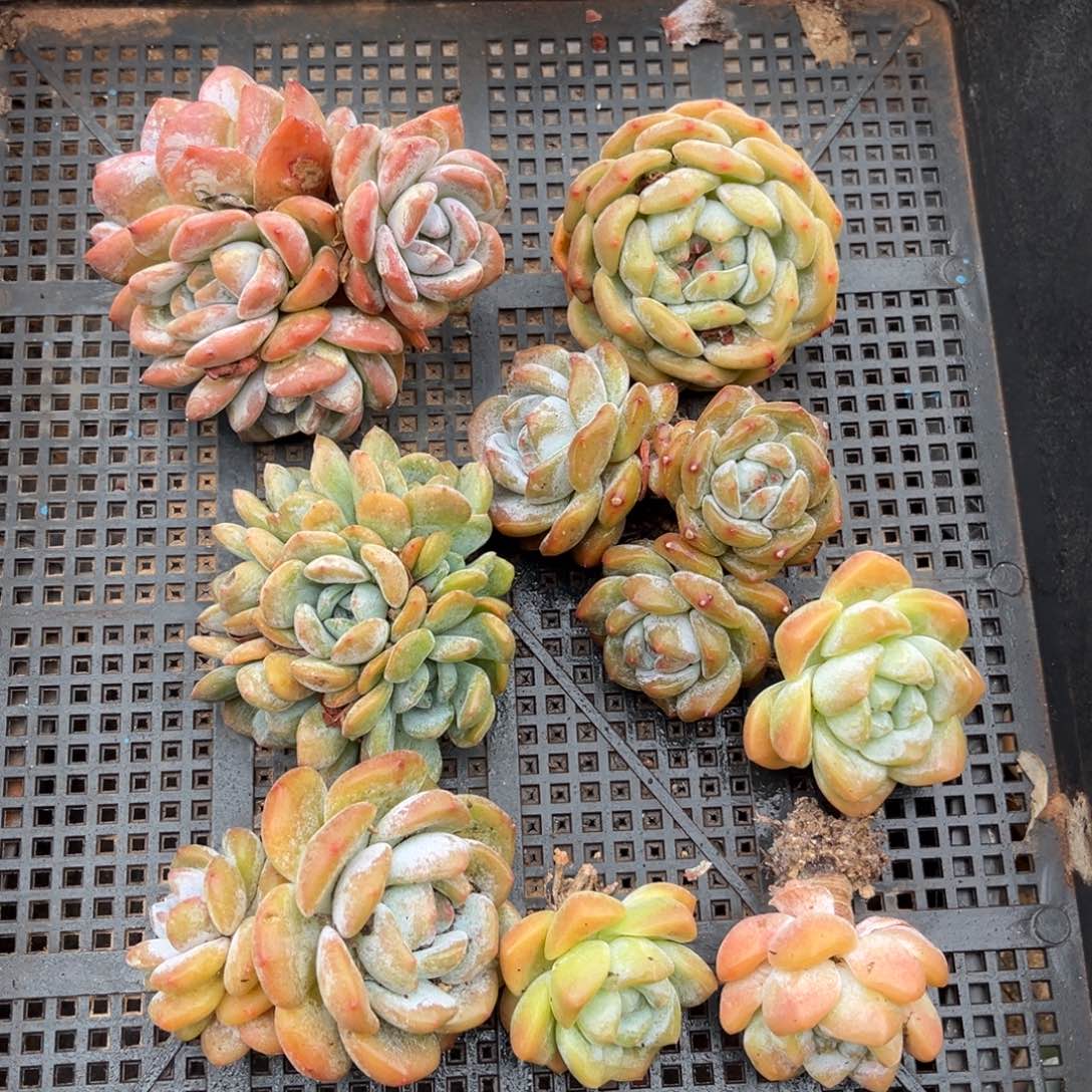 302号新疆西藏内蒙古不包邮