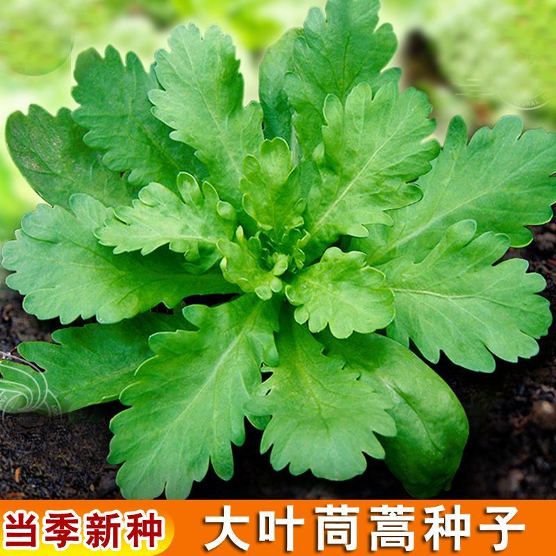大叶茼蒿种籽光杆菜种四季籽种秋冬季常见蔬菜孑种籽