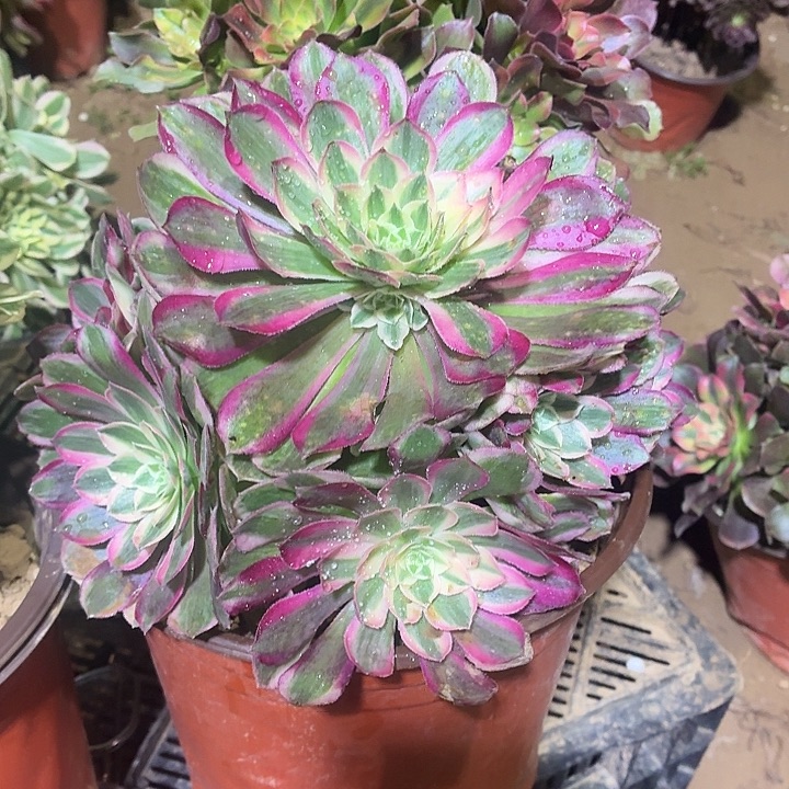 孔雀翎一颗脱土18.8