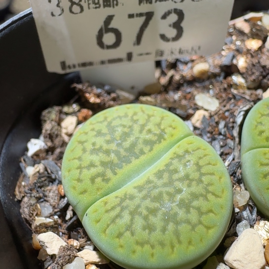 Sss清货了便宜走673