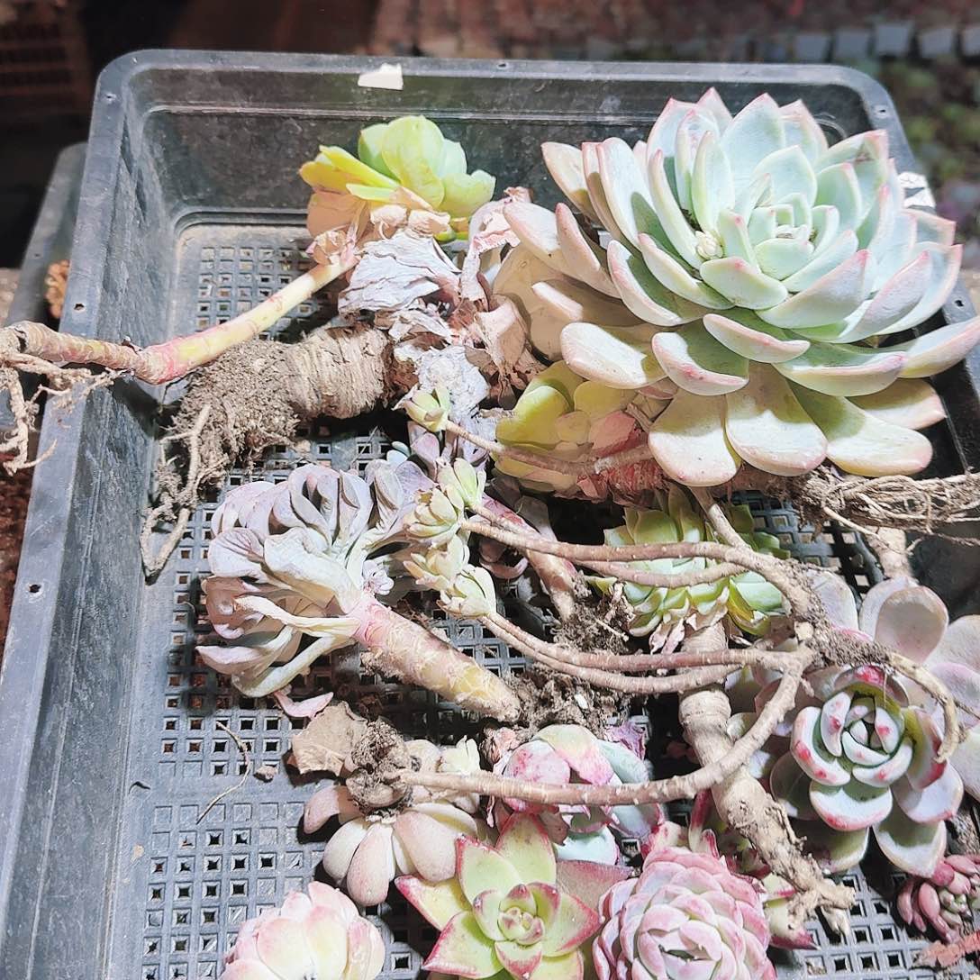 满20包邮零下拍保温箱58号无售后