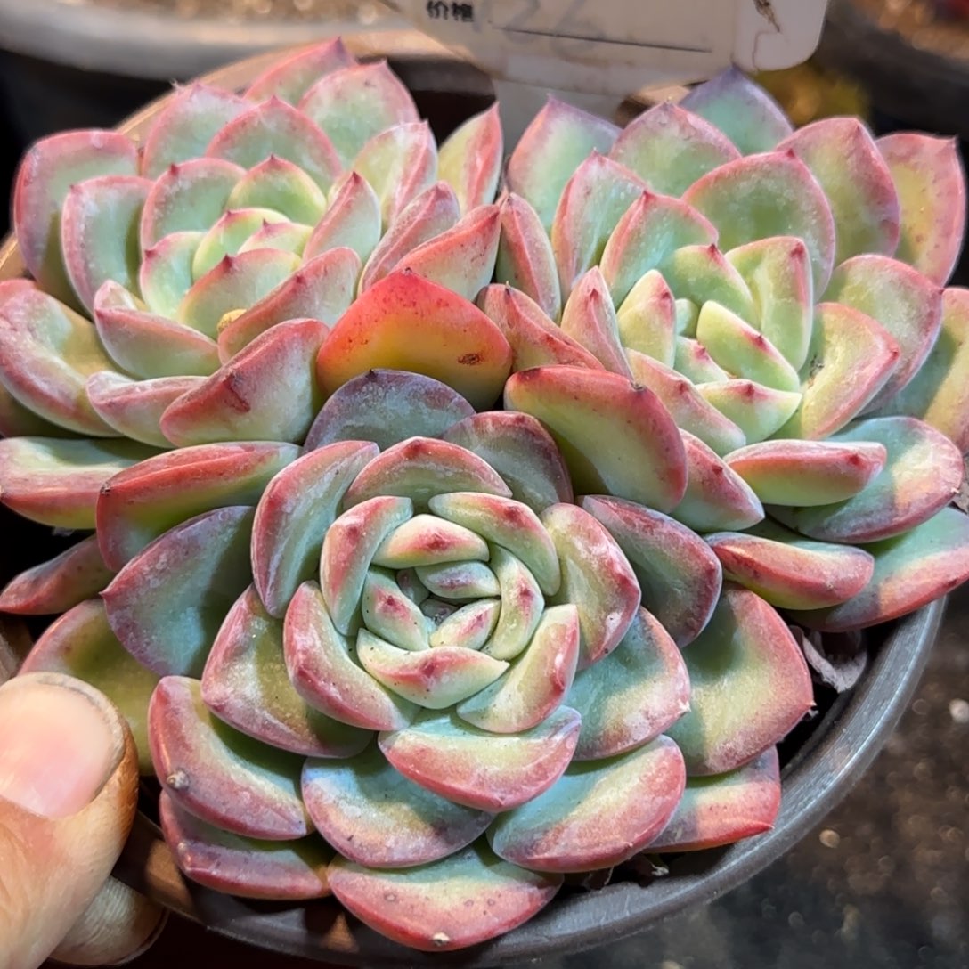 血液王子惊鸿一物一拍包装收缩花旱614