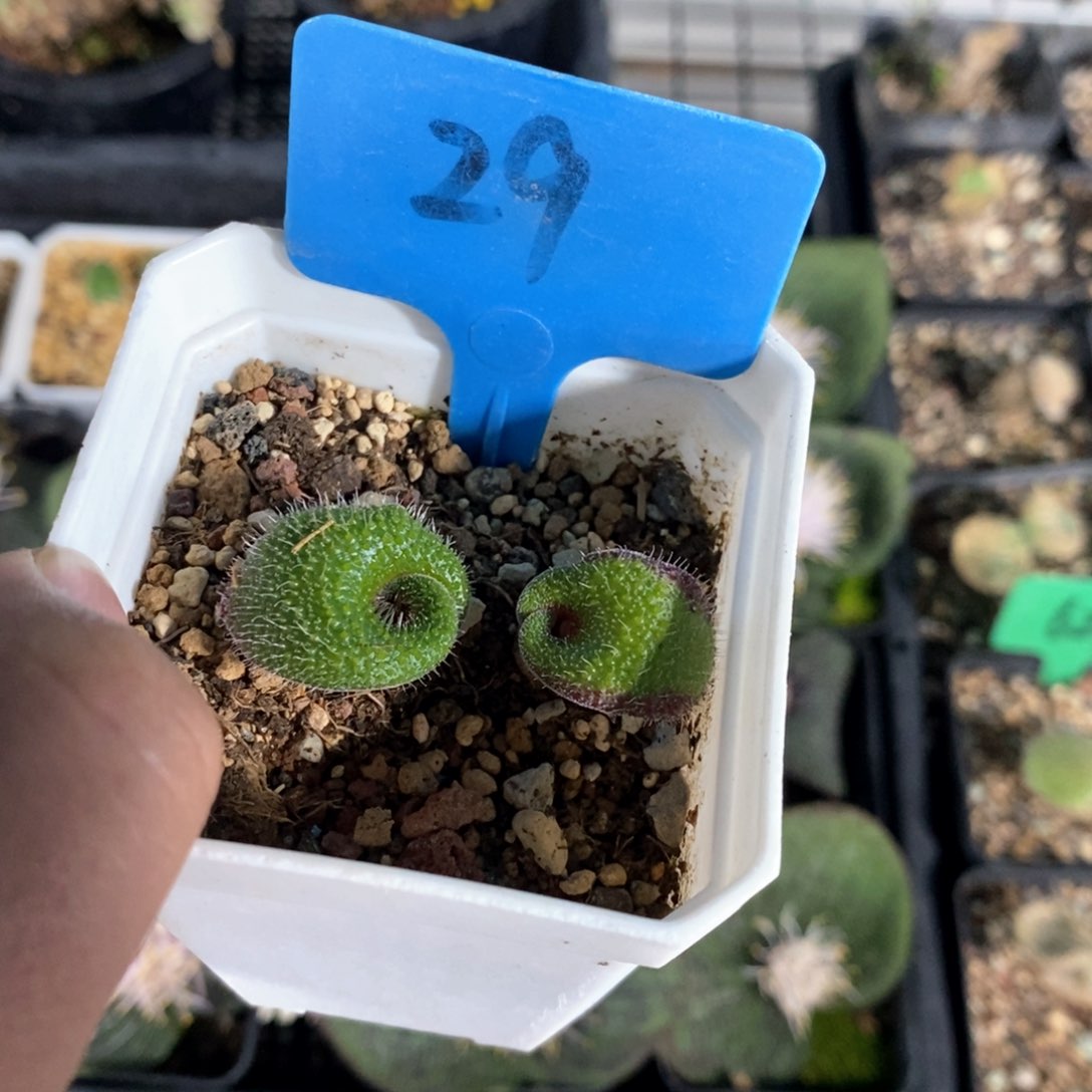 毛叶立金花多肉植物