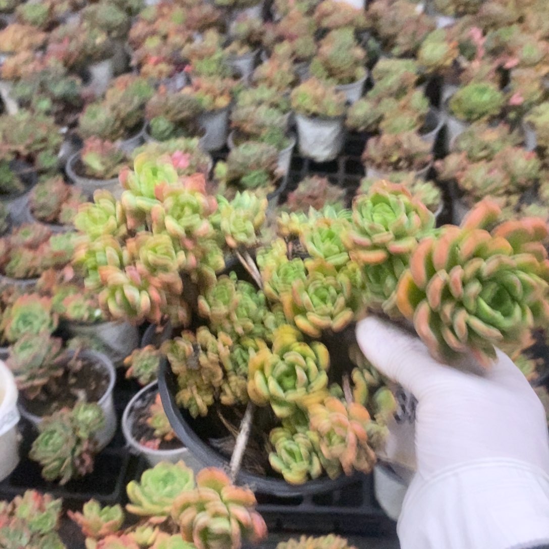 3532芬达老桩一物一拍