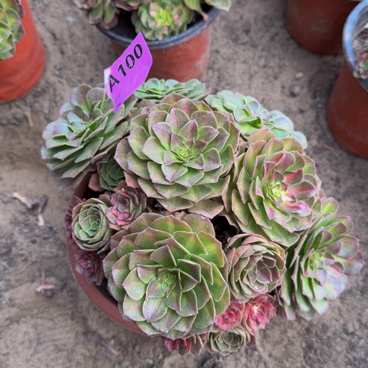 不包损不包侧枝海王七彩100号多肉