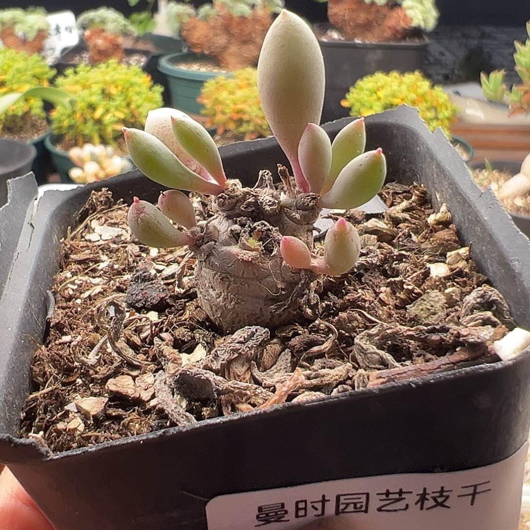 111号卡拉菲厚顿橘11.28多肉