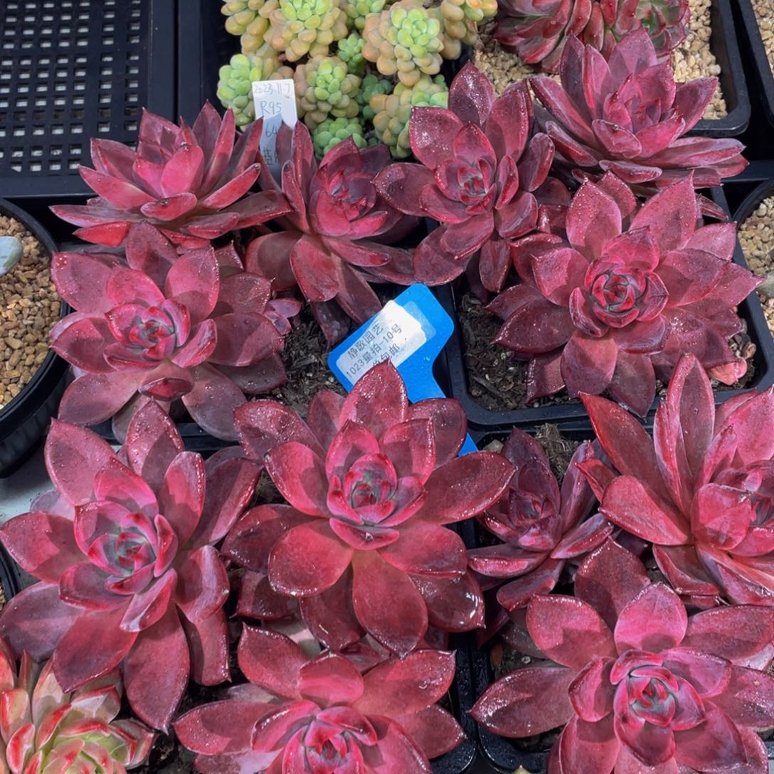 1023-10-红糖卡大母本老桩一颗