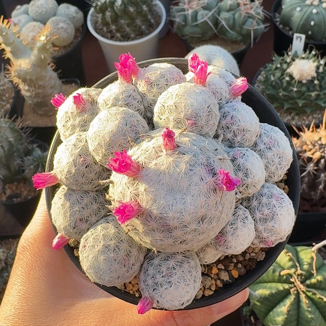 姬春星仙人球123453