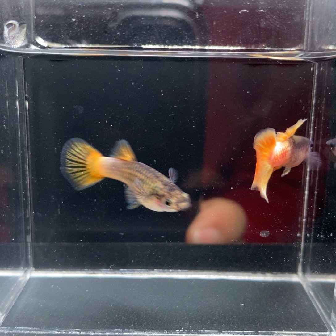 孔雀鱼金属粉红礼服一对